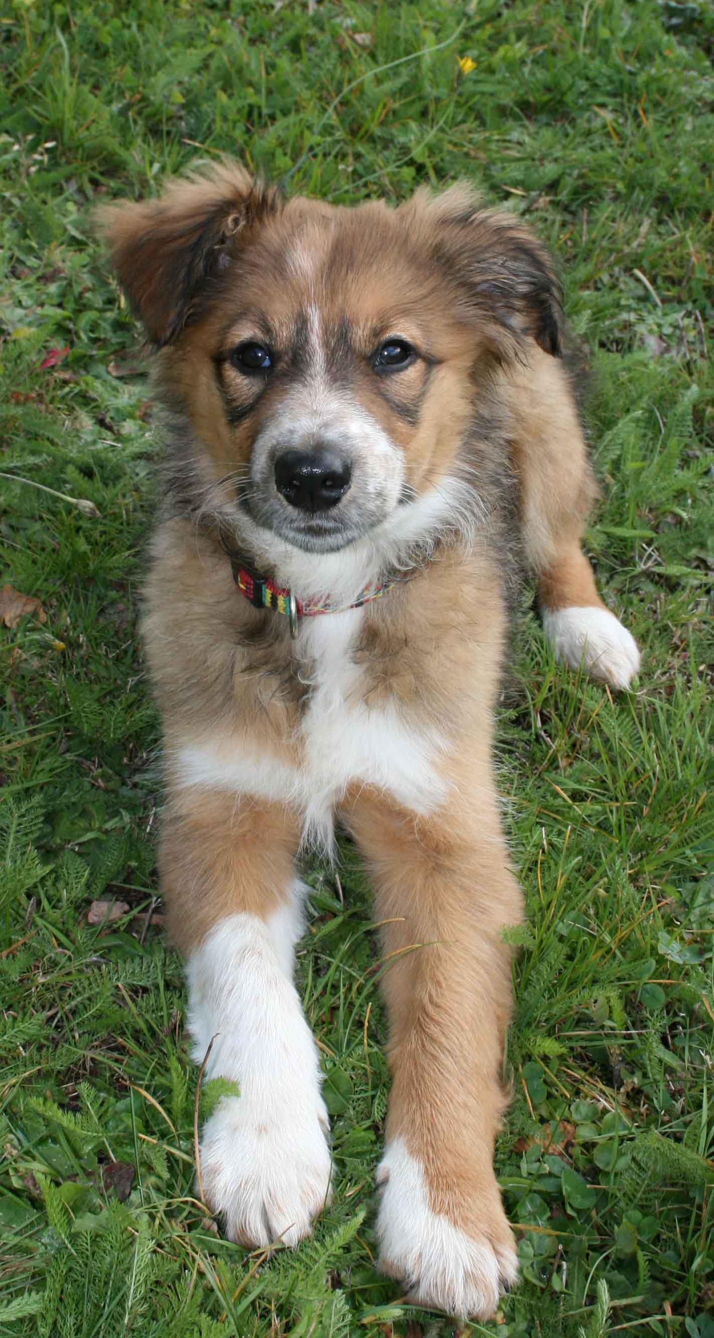 Border Collie Welpen ab Januar 012 abzugeben · Tiere