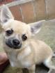 Chihuahua Rüde mit Papiere